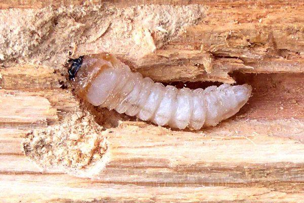 Houtwormen - Sijben Ongediertebestrijding