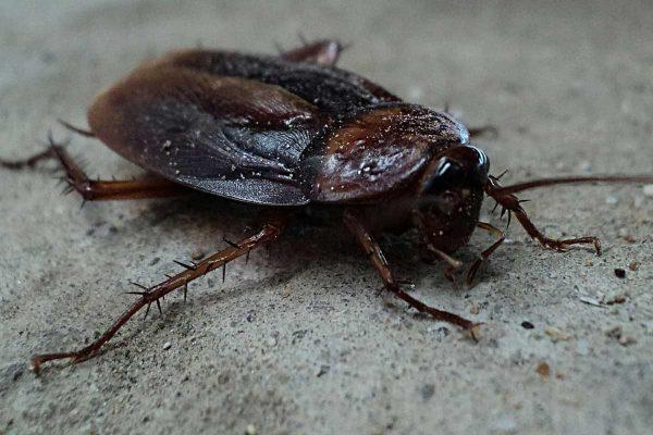 Kakkerlakken - Sijben Ongediertebestrijding