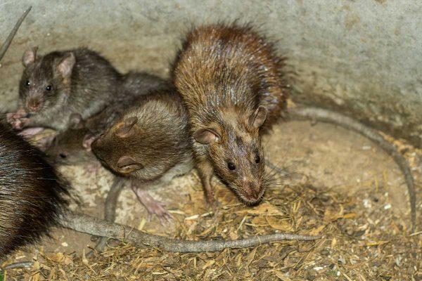 Ratten en Muizen - Sijben Ongediertebestrijding